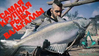 Где поймать крупную рыбу в Assassin's Creed Вальгалла!