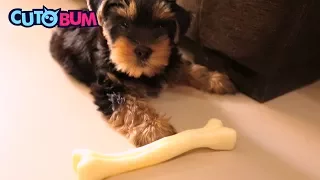 Funny Puppy Madly Wants To Eat Fake Bone | Cutobum Videos