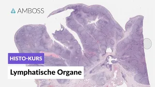 Histologie Lymphatische Organe (Lymphknoten, Milz, Tonsillen, GALT, Thymus) - AMBOSS Video