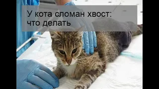 У кота сломан хвост: что делать