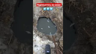 Ловля змееголова #shorts #shortsvideo #shortsyoutube #рыбалка #omg #sos #рыба #шок #fishing #угорь