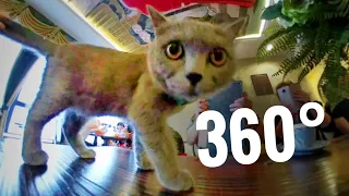 360 cat video VR Funny Feeding Cats on table Café coffee shop China