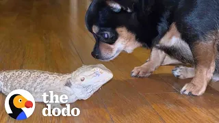 Dog Obsessed With Her Bearded Dragon Best Friend | The Dodo Odd Couples