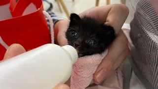 의사도 죽는다고 했던 새끼고양이를 살렸어요...!! Saving the Kitten that the doctor said he was going to die