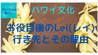 【ハワイ文化】ハワイアンレイLeiのマナーご存知ですか？