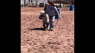 Founders Day Rodeo