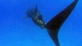 Whale Shark in Hurgada