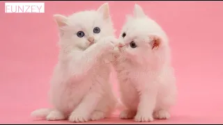 Cat Videos That Will Brighten Up Your Day  🐱 | Funniest Cat Videos 2021