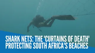 Shark nets: the 'curtains of death' protecting South Africa's beaches