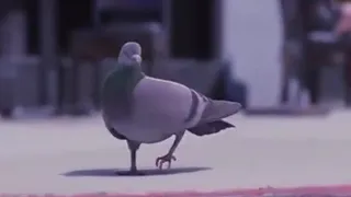 Pigeon dancing to "On My Way" from Brother Bear (Original)