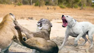 Puma vs Dogo Argentino