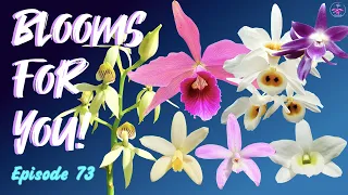 Orchid Updates | Orchid Bloom Dedications | Orchid Blooms for YOU! Episode 73  🌸🌺🌼#ninjaorchids