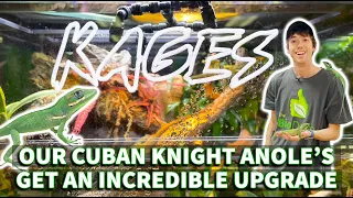 Our Cuban knight anole's get a seriously awesome upgrade thanks to our friends at KAGES