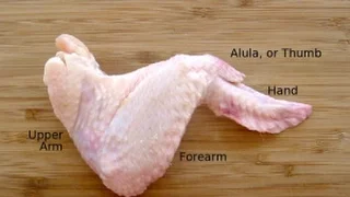 GCSE PE - Lesson 13 -  Musculoskeletal Revision  - Chicken Dissection