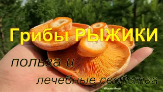 Грибы рыжики. Какие болезни лечат рыжики.