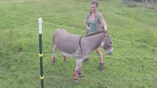 Let Me Ride That Donkey Donkey......