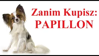 Zanim Kupisz psa rasy  PAPILLON