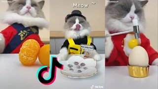 Cats Make Food 2022 ♥ That Little Puff Tiktok Compilation #14