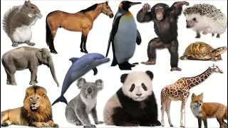 PICK an ANIMAL to reveal your PERSONALITY