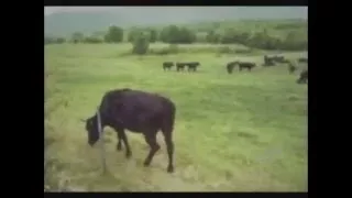 НЛО утаскивает корову притягивающим лучом