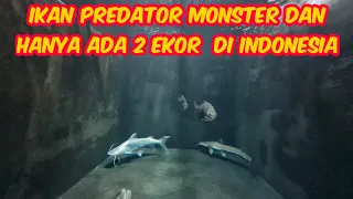 MEGATANK YANG ISI NYA PREDATOR MONSTER - ADA IKAN PALING BESAR DI INDONESIA