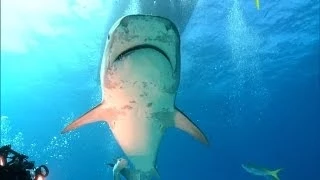 How to Protect Yourself When Sharks Attack