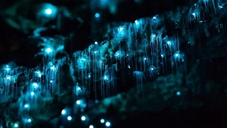 Glowworms in Motion - A Time-lapse of NZ's Glowworm Caves in 4K