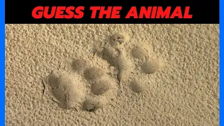 Guess the Animal by Footprint - Quiz