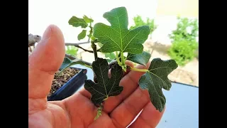 How To Create Bonsai Trees From Collected Material: The Fig Tree Yamadori (Ficus Carica)
