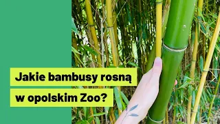 🎋 Bambusy w opolskim Zoo - przegląd 8 gatunków + najgrubsza tyczka, jaką widziałam!
