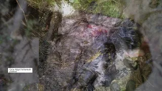 У сотрудников нацпарка «Мещера» прошли обыски после незаконного отстрела лосей (2021 03 22)