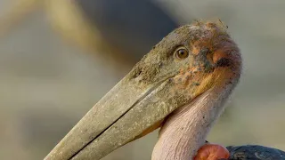 These Storks May Not Be Pretty but They're Successful