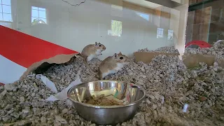 More Gerbil Info: Things to Avoid