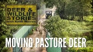 Moving Pasture Deer | Deer Farming