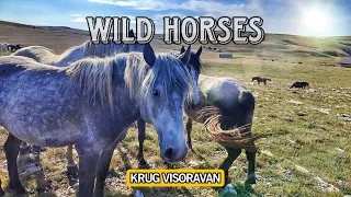Wild HORSES of LIVNO / Livanjski DIVLJI konji | THREE large HEARDS / TRI velika KRDA | BOSNIA
