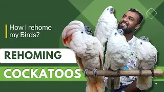 Cockatoos Journey - How I rehome my Birds | Moluccan Cockatoo & Blue Eye Cockatoo | Farm Tour