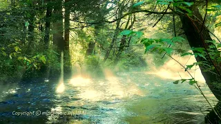 숲속 물소리 | 피아노 찬양 (6시간) | Forest River Sounds Piano Worship | 찬양 묵상 by 미니뮤직