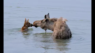 Momma Moose and Her Baby Girl Calf Part 1 | MooseMan Video Photography Calendar