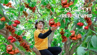 Harvesting red plum to the market sell    vegetable garden care! Lucia's daily life