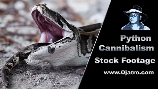 Python Eats Python 01   Stock Footage