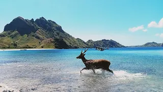 DEER IN KOMODO ISLAND