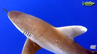 Reef Elphistoune encounter with oceanic whitetip shark (longimanus)