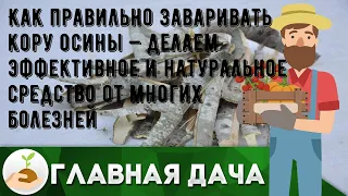 Как правильно заваривать кору осины — делаем эффективное и натуральное средство от многих болезней