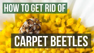 How to Get Rid of Carpet Beetles (4 Easy Steps)