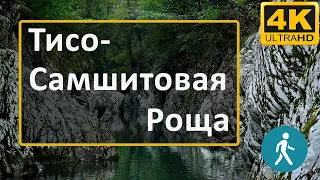 Тисо-самшитовая роща в Сочи. Экскурсия, прогулка по природному парку, интересные места, река Хоста