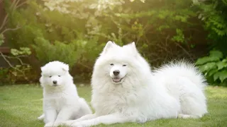 How to Manage a Samoyed's Barking Tendency