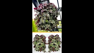 Recycle plastic bottles into beautiful hanging pots and how to propagate Tradescantia zebrina short