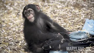 Baby Chimp Maisie with Enrichment Cube