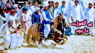 International Rider Qamar Zaman Khan | Sajan Junior | Horse Riding Skills | Pakistan Tent Pegging