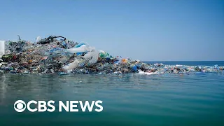 Great Pacific Garbage Patch home to dozens of marine species, study says